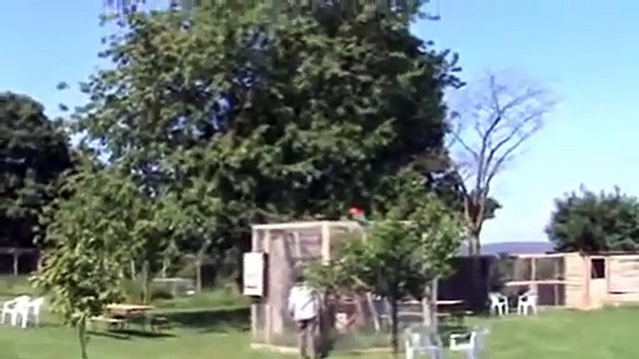 Papageientraining - Grünflügelara Freiflug -  morgens raus und abends rein