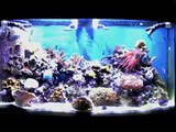 80 Gallon Bowfront Reef Aquarium