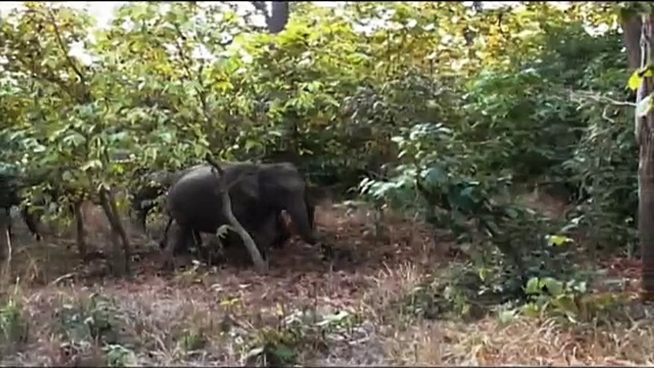 India: Disappearing Elephants