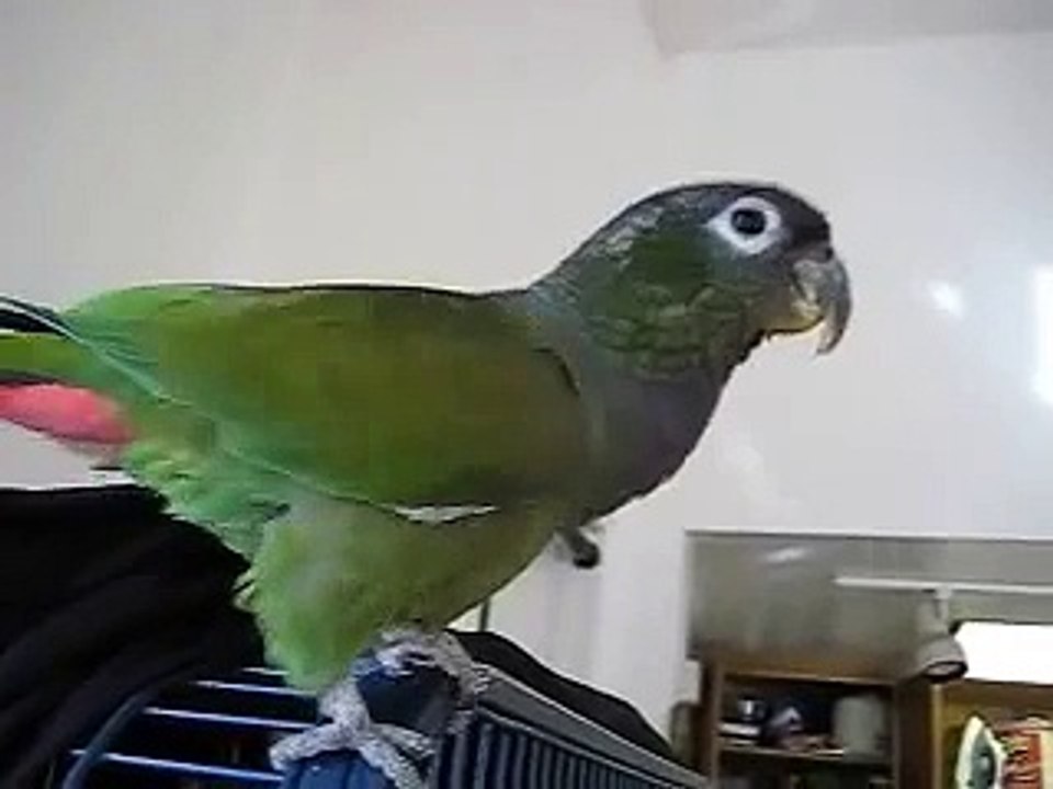 LuLu the talking Maximilian Pionus Parrot- Good Morning, Good Boy, Lulu, Gimmie Kiss