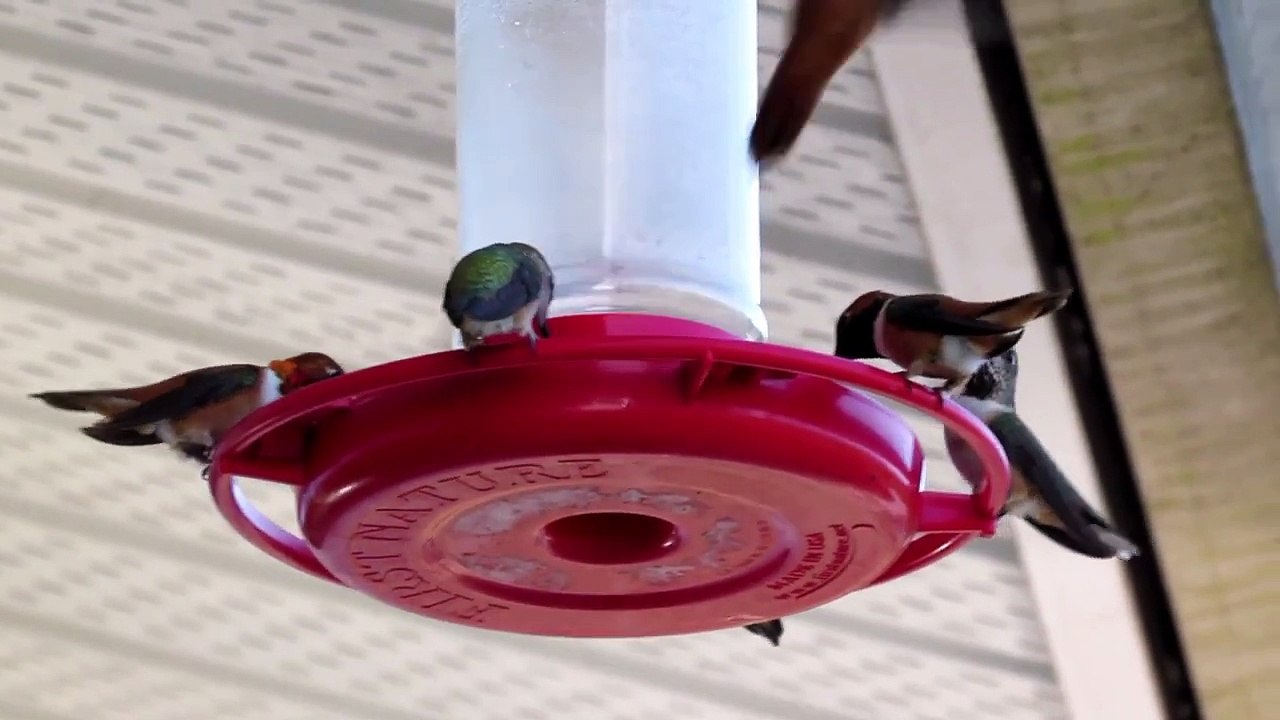 hummingbird frenzy