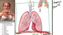 Respiratory system 5- Lungs