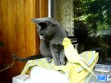 Russian Blue cat and a bird