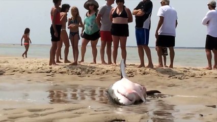 Des vacanciers sauvent un requin blanc échoué sur la plage