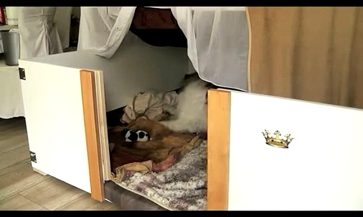 Elo Hunde Welpen | Elos von Treveris