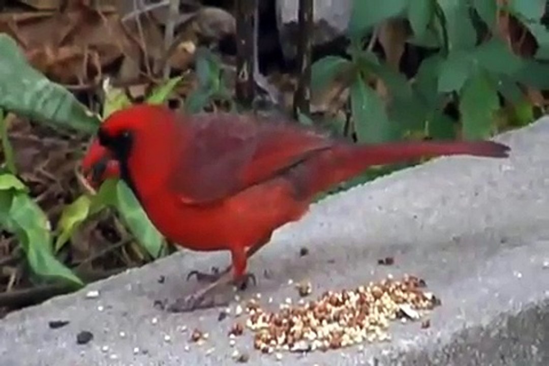cardinal couple sharing seed