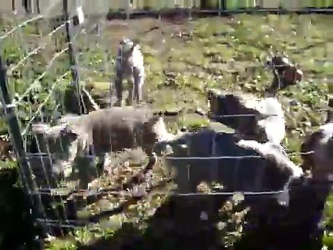 BLUENOSE PITBULL PUPS 7 WEEKS