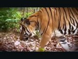 Protecting Cambodia's Last Tigers