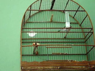 Coleiro Canto assobiado