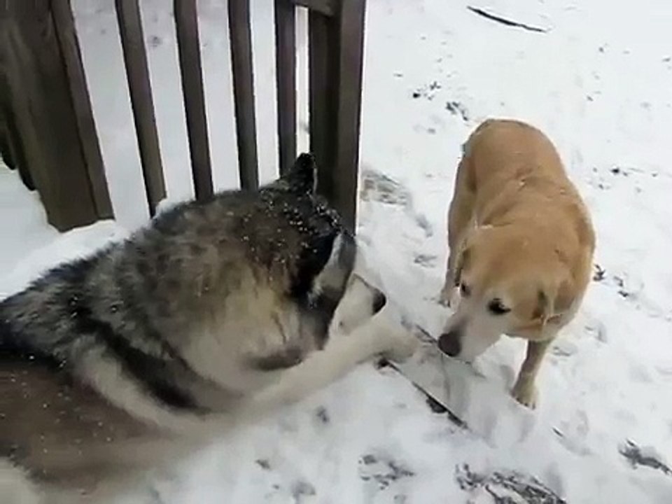 Siberian Husky Kojak Howling