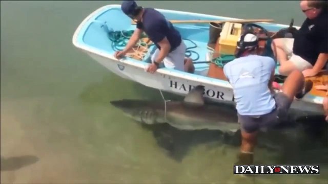 Massachusetts Beachgoers Save Beached Shark