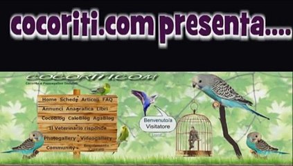 il bagnetto dei pappagallini