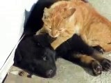 Funny animals for animal FAIL COMPILATION FAIL 2013 feil 2013 funny cat and dog fails ПРИКОЛЫ 2013