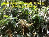 Resultados del uso del Modelo Q en el control de fumagina y escama blanca en mango Nuxco Gro