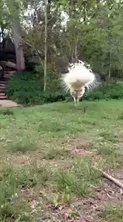 White Ostrich