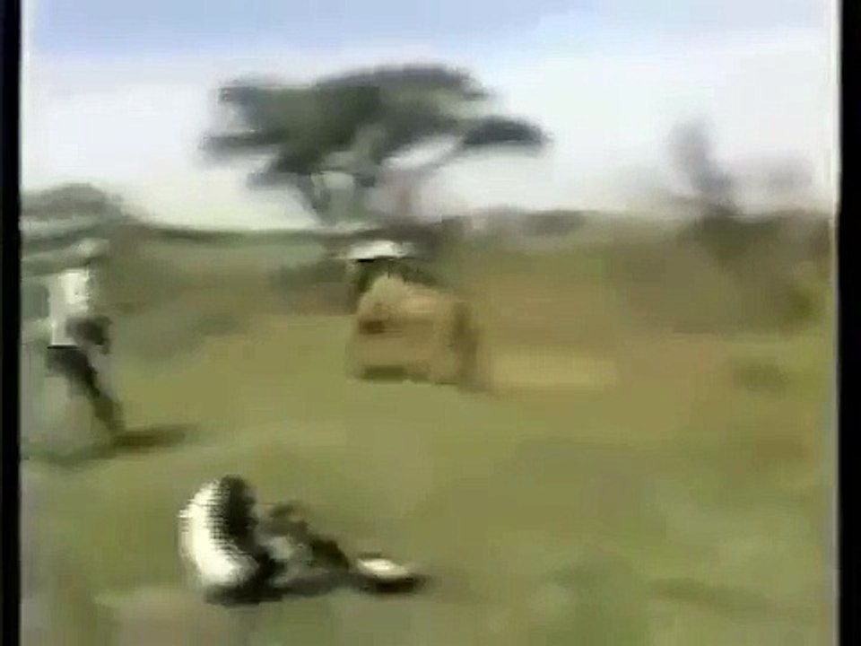 Lion Attacks on Man
