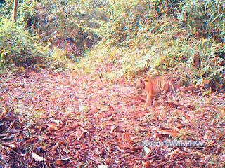 Tigres de Sumatra, Indonesia WWF