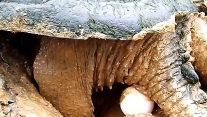 Snapping Turtle Laying Eggs in Nova Scotia