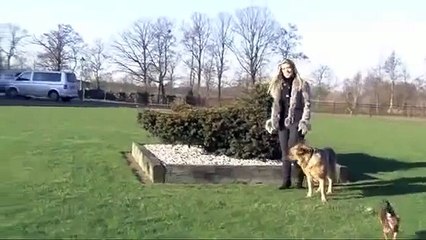 Pieter Veenstra Pigeons