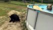 Petit ours brun joue dans la piscine !