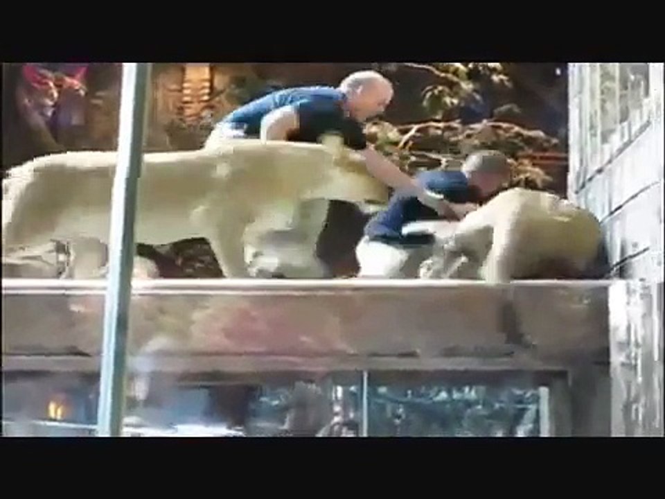 Top 10 Lion attacks on human