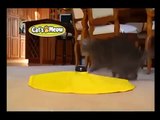 Cats Meow Toy | Cats Love Get Cats Meow Toy As Seen On Tv