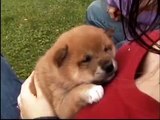 Sasha - Shiba Inu - 5 weeks old