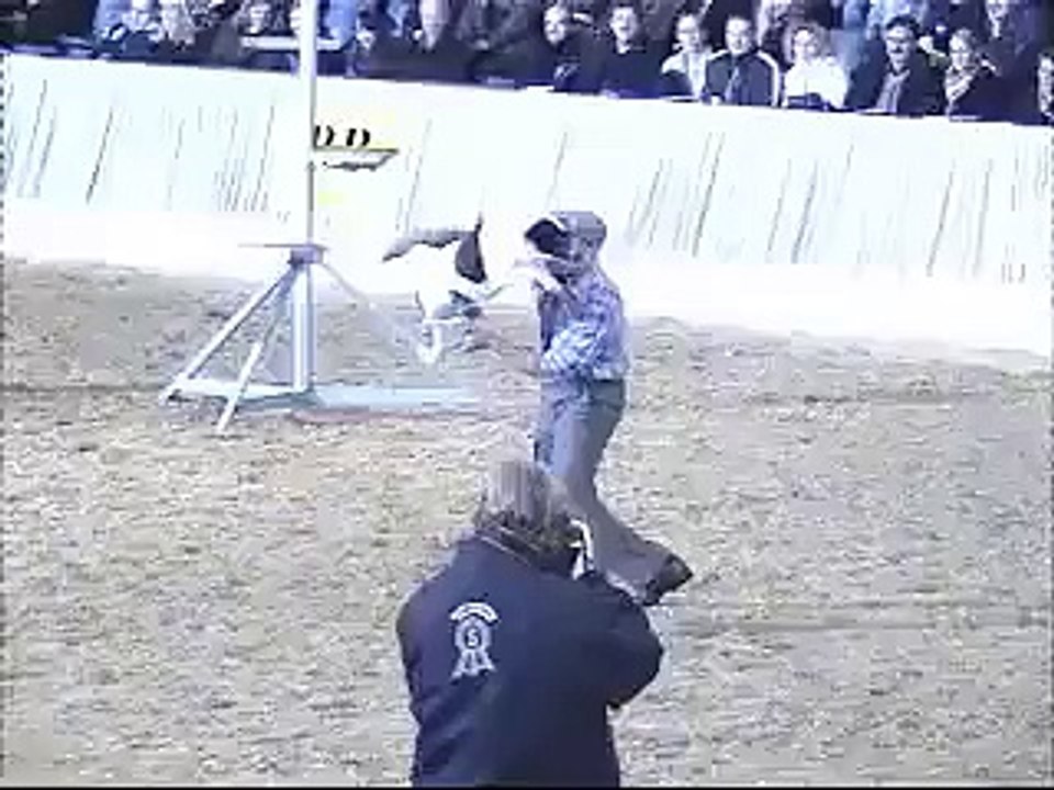 Nice Dogs Videos Funy