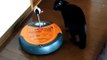 Cat and Roomba. 「初代ルンバ」と遊ぶくろねこ