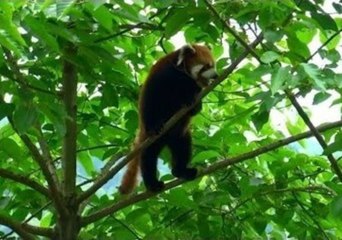 Red Panda Clambers Through Thin Branches