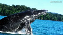 Inició la temporada de avistamiento de Ballenas Yubarta en el Pacífico