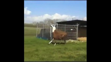 Bouncing Llama Looped 5 Minutes