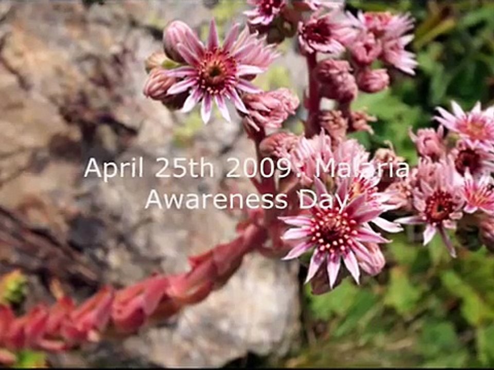 Planetary World Service (April 23-29, 2009): Malaria Awareness Day