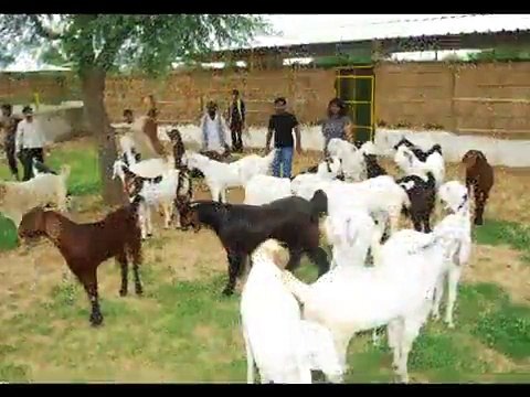 Goat Farming - concepts highlighted through our medium by Mev Agro & Livestock Farm [MALF], India