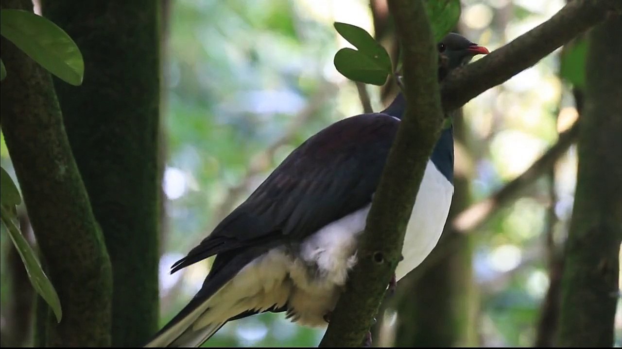 New Zealand Pigeon - Kereru