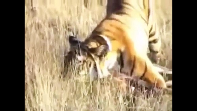 Tiger Attack Deer, Brave Broken Leg Deer vs Tigers New Animal fights Videos Compilation