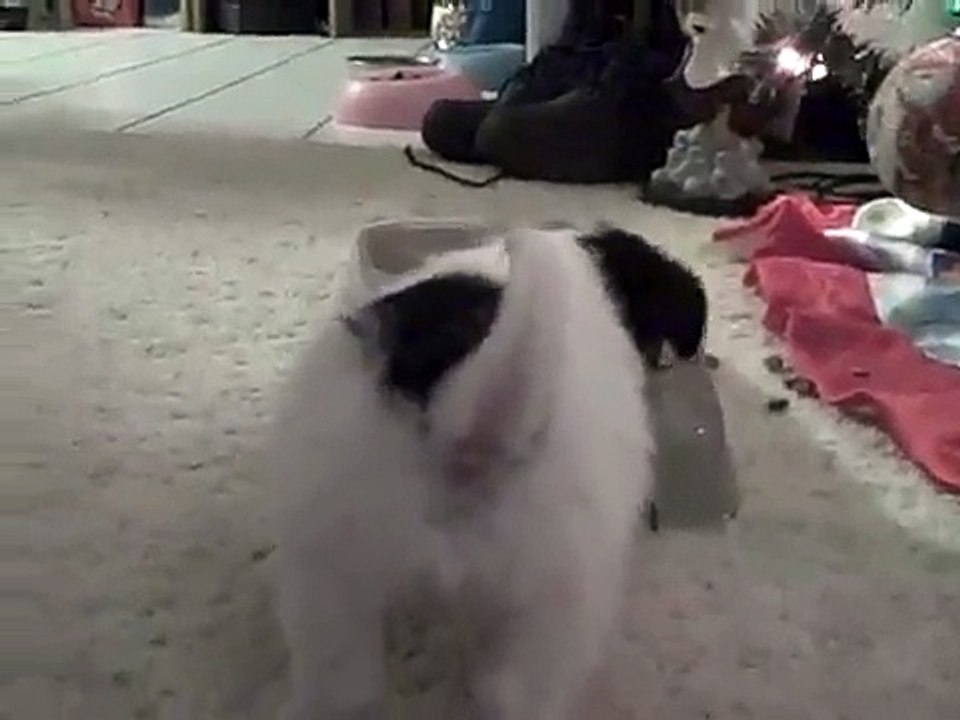 Seven Jackie-Bichons Puppies Playing
