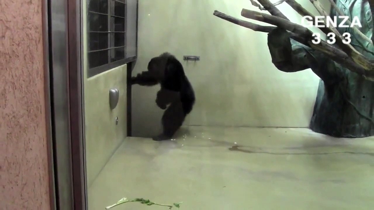 Chimpanzee Rampage