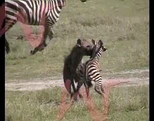 Hiena matando a una cebra
