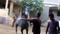 Cavallo Purosangue Arabo
