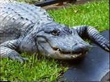 Steve Irwin feeding his crocs