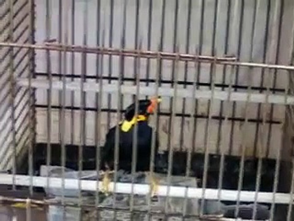Bird Imitates Cellphone Ring