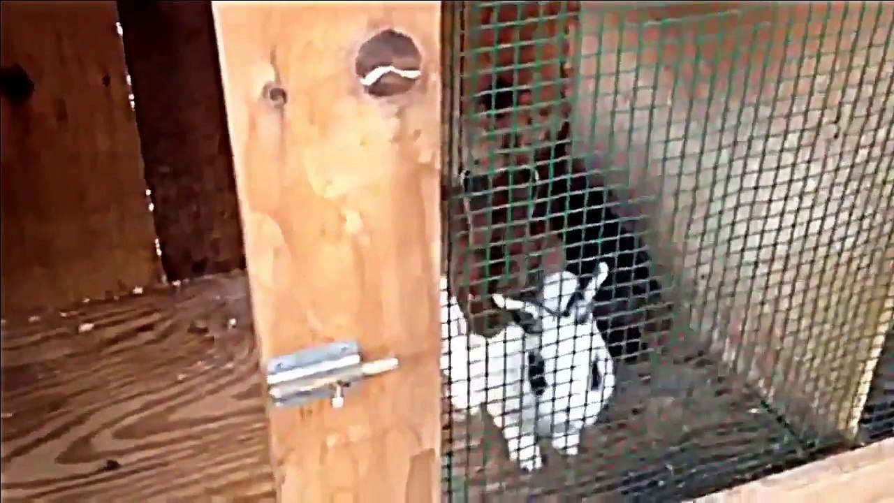 Funny Animal Videos funny fail video 2015