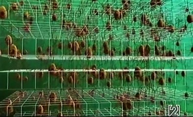 El Alma Está En El Cerebro (Capítulo REDES 421)