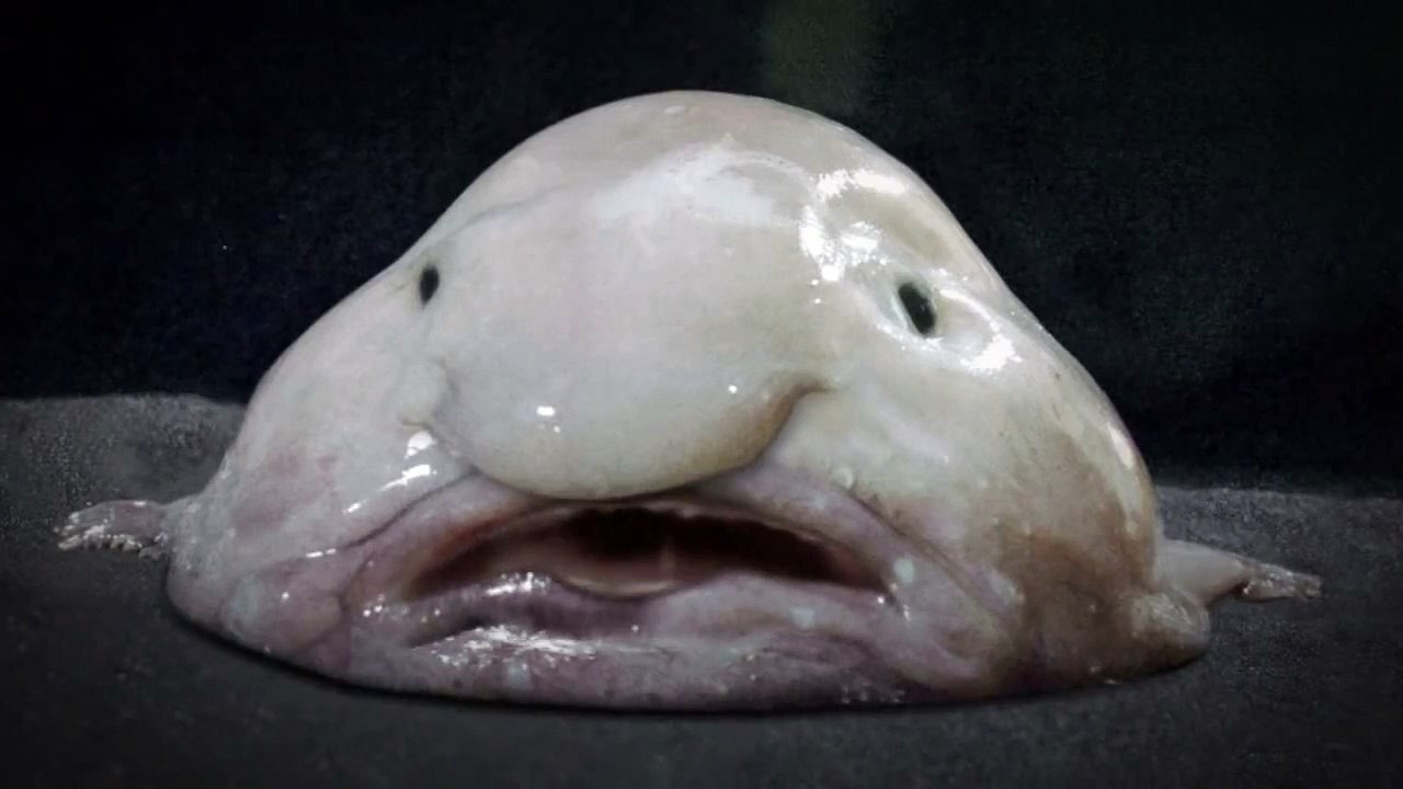 Blob Fish - Talking About Philosophy