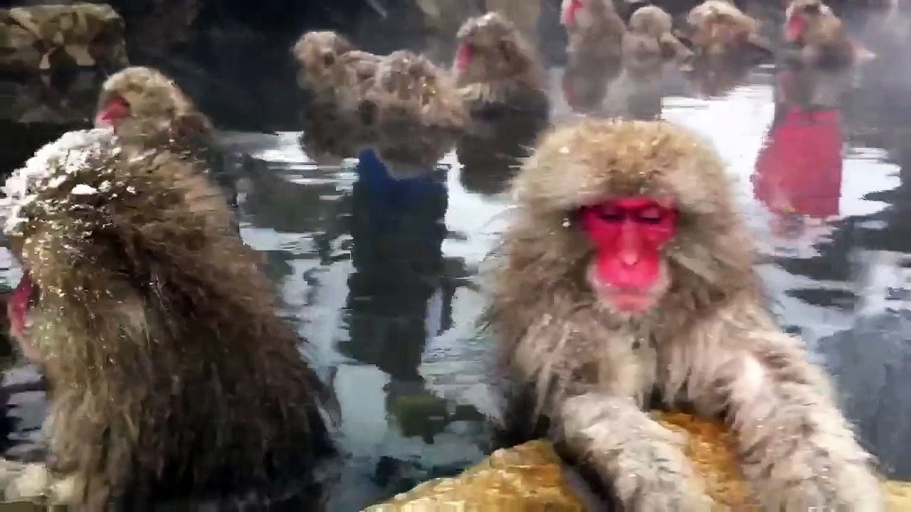 Mountain Monkey @ Nagano, Japan