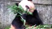 Giant Panda eating bamboo Chongqing China August 2012