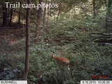 Trail cam photos-Bigfoot sighting area