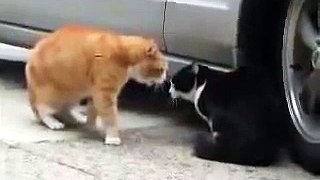 Macke - bracne svadje, Cat fight, Katzenstreit