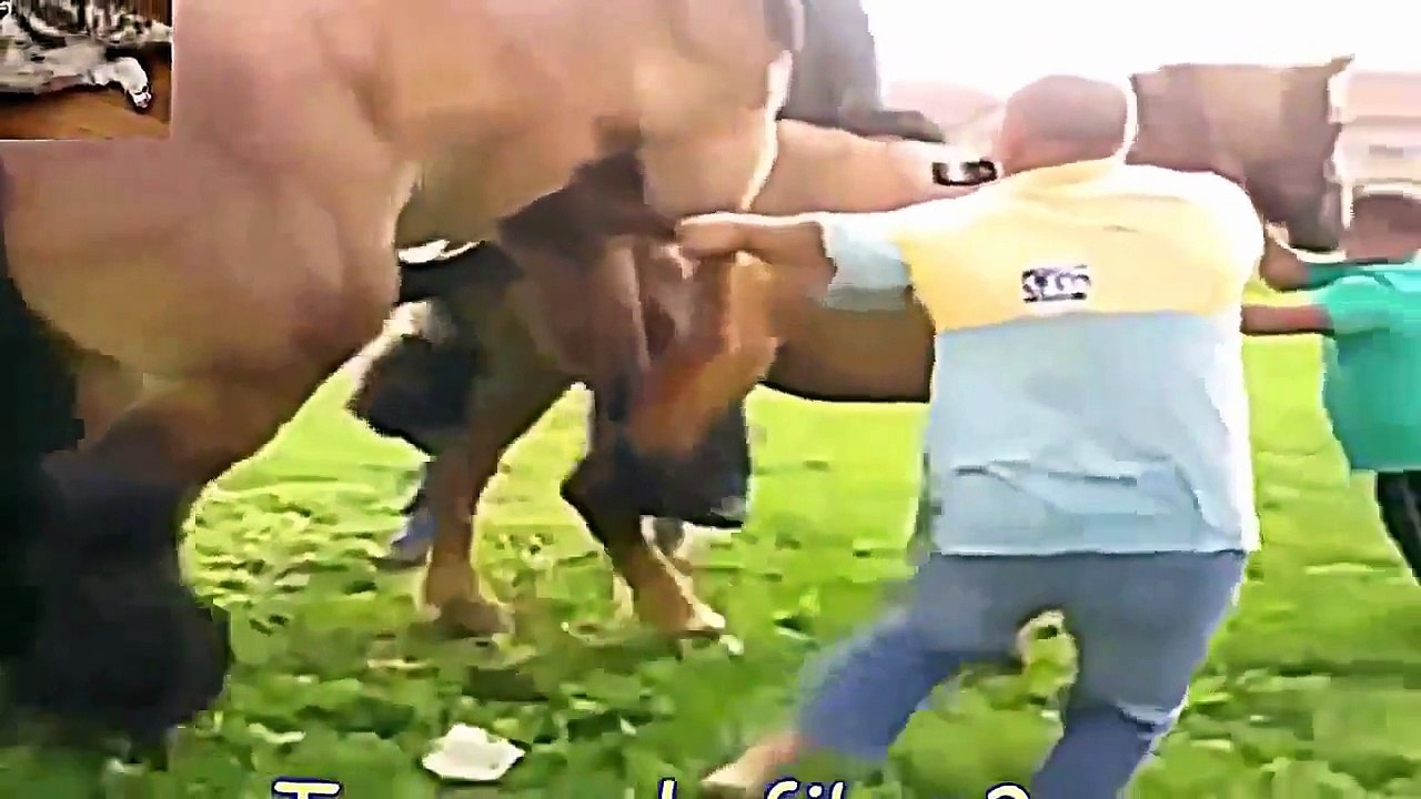 Funny Animal Videos funny fail video 2015